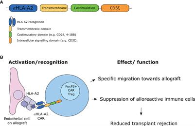 Chimeric Antigen Receptor (CAR) Regulatory T-Cells in Solid Organ Transplantation